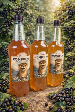 Kombucha ČERNÝ RYBÍZ